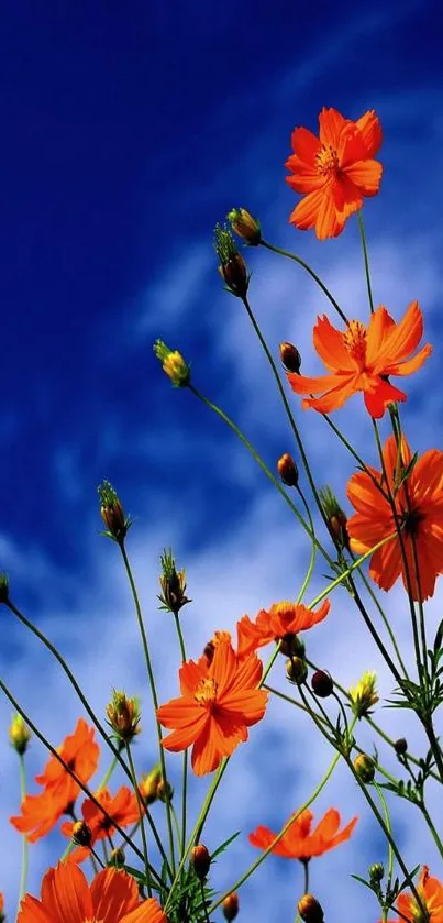 Orange flowers against a blue sky in a vibrant mobile wallpaper.