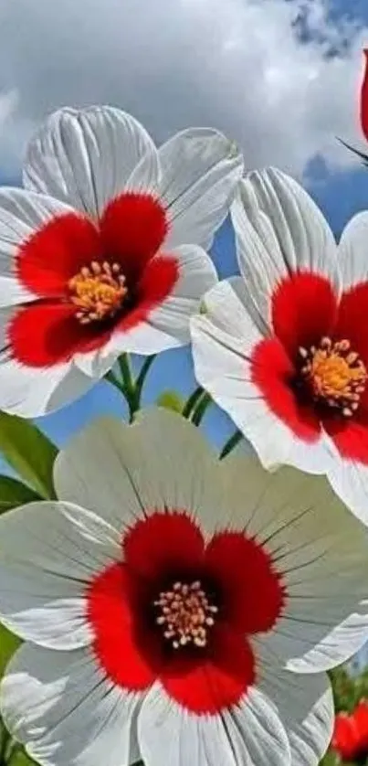 Vibrant red and white flowers with a blue sky backdrop.