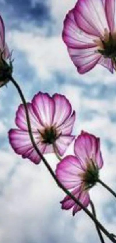 Pink flowers against a vibrant blue sky wallpaper.