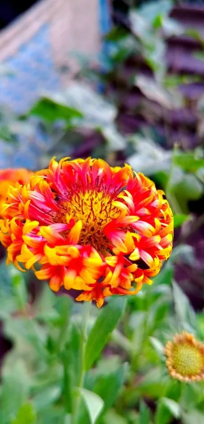 Close-up of a vibrant orange-red flower surrounded by green leaves.