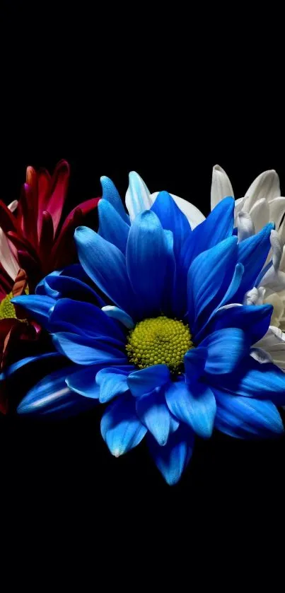 Vibrant blue and white flowers on a black background mobile wallpaper.