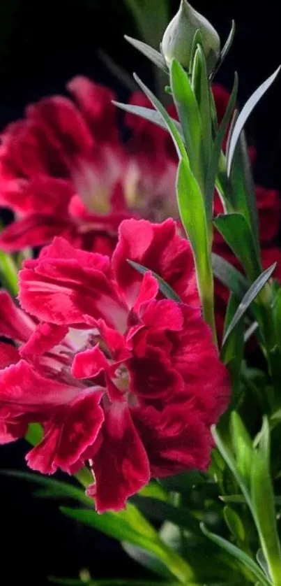 Vibrant red flowers with lush green leaves on a dark background.