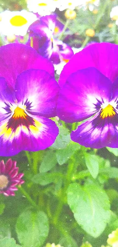 Vibrant purple pansies with green leaves and daisies in a garden setting.