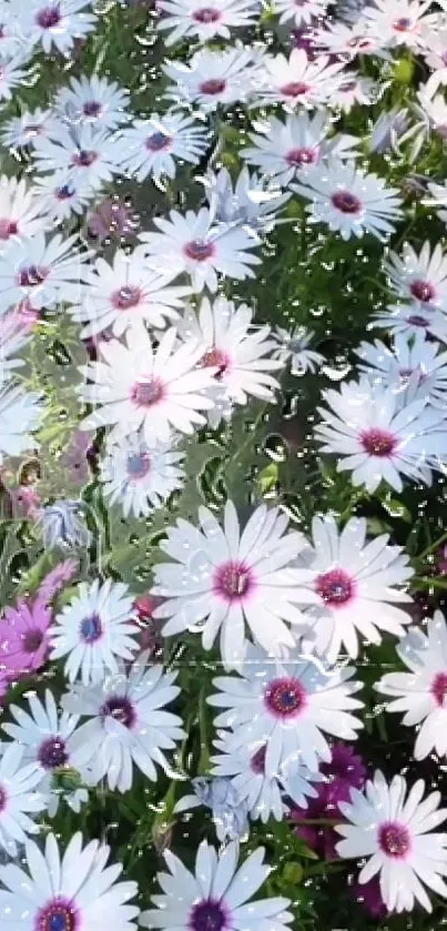 White and purple daisies with raindrops on a vibrant floral wallpaper.