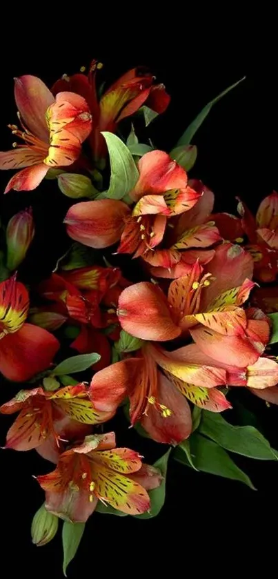 Vibrant red-orange alstroemeria flowers on a black background.