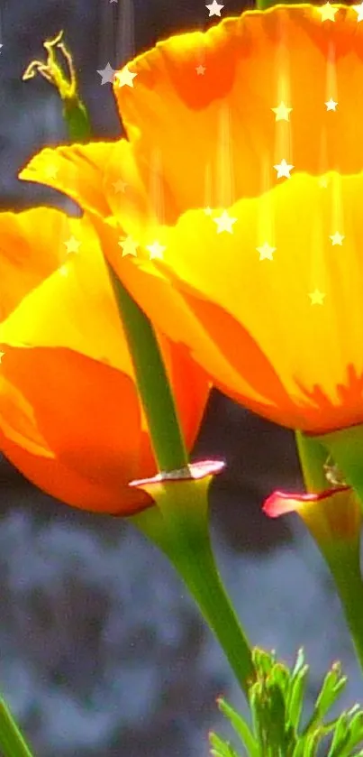 Vibrant orange poppies with star effects on a mobile wallpaper.