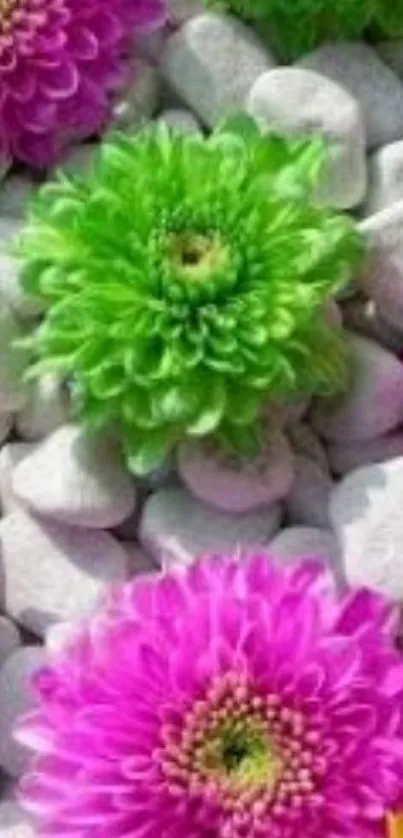 Vibrant pink and green flowers on stones wallpaper.