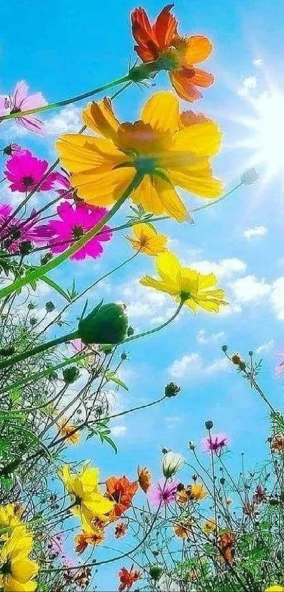 Vibrant summer wallpaper with colorful wildflowers and bright blue sky.