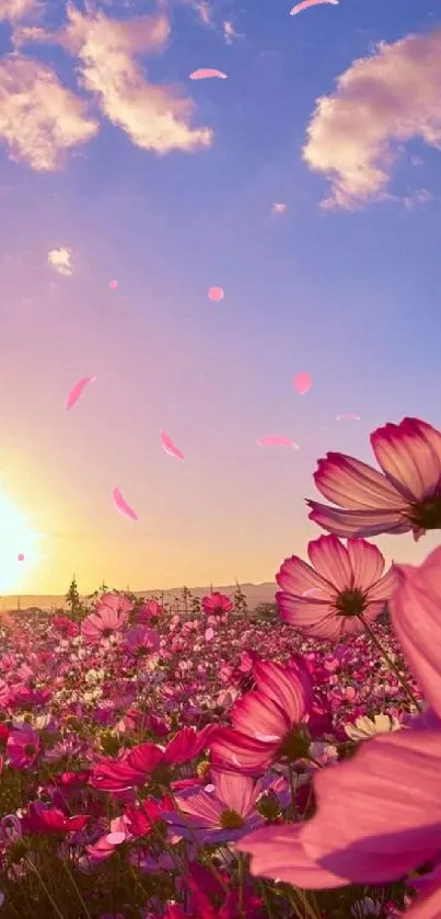 Vibrant sunset over a field of pink flowers with a colorful sky.