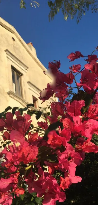 Pink flowers against a sunny blue sky near a building.