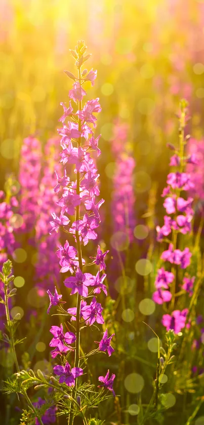 Purple flowers in golden sunlight field scene.