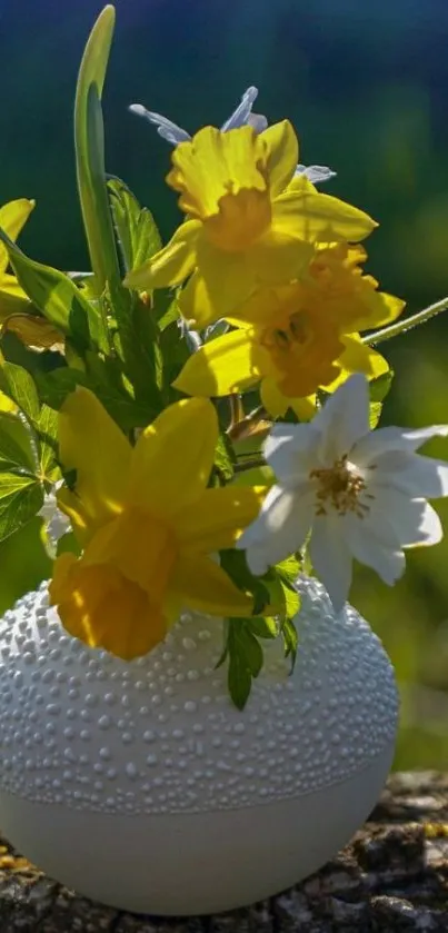 Yellow daffodils in a textured white vase.