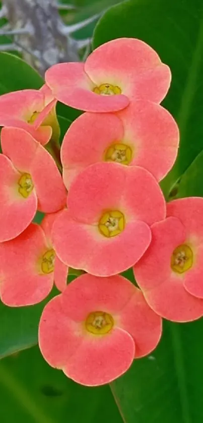 Coral pink flowers with green leaves.