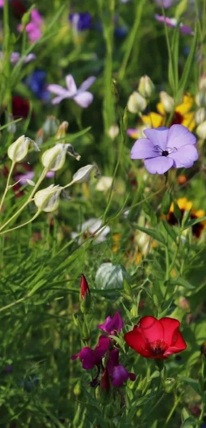 Mobile phone wallpaper with vibrant wildflowers.