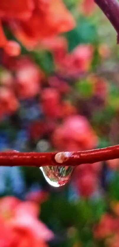 Close-up of a water drop on a vibrant red branch with floral background.