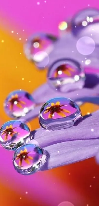 Closeup of water droplets reflecting flowers on vibrant pink petals.