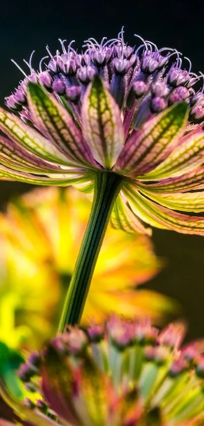 Purple flowers with vibrant petals on a contrasting dark background.