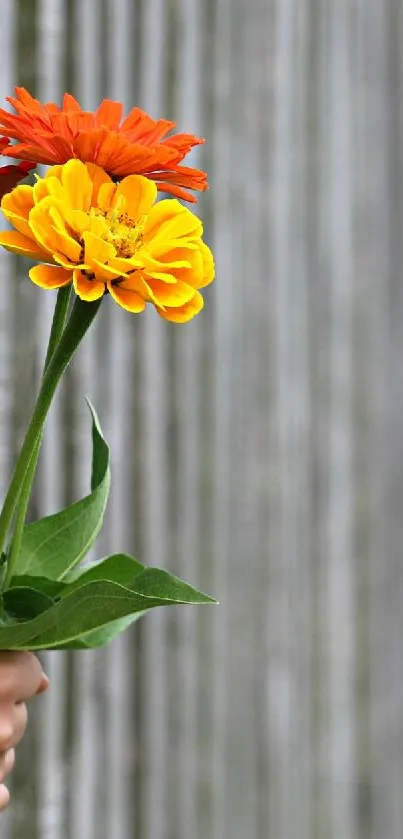 Hand holding multicolored flowers against a gray fence.