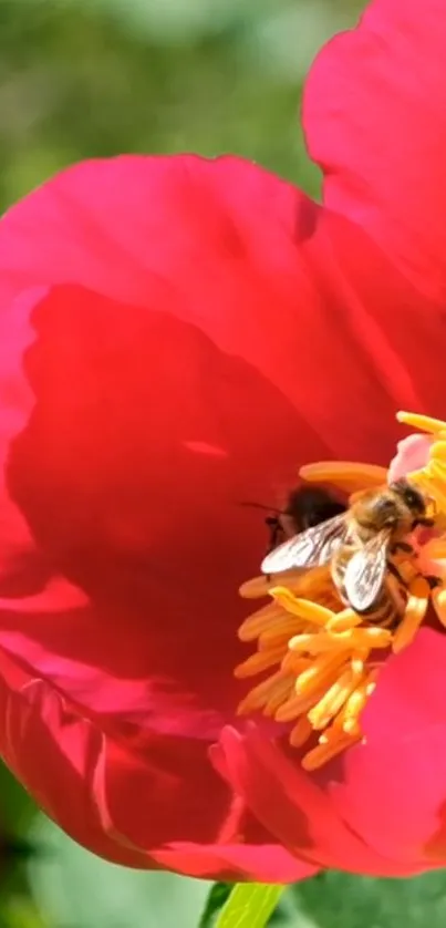 Close-up of a vibrant red flower with bees collecting nectar amidst lush greenery.