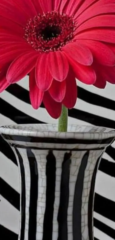 Red flower in striped vase with zebra pattern background.