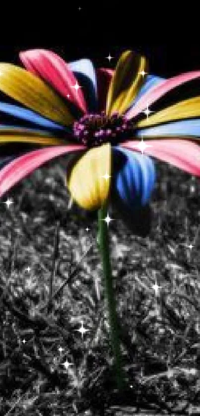 Vibrant multicolored flower on grayscale background wallpaper.