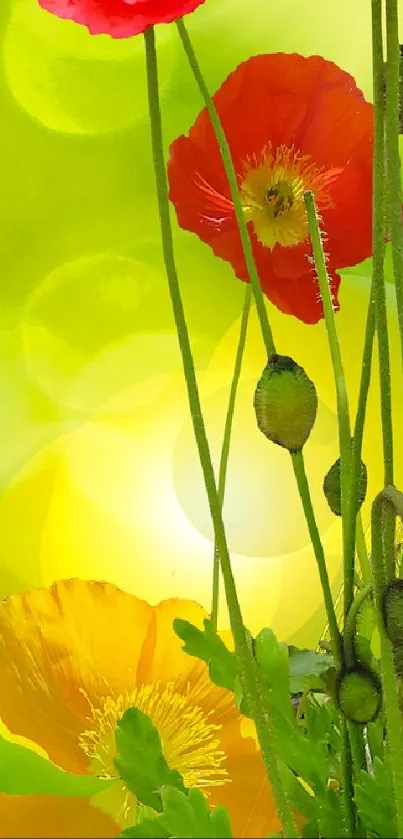 Bright and vivid floral wallpaper with poppies and green leaves.