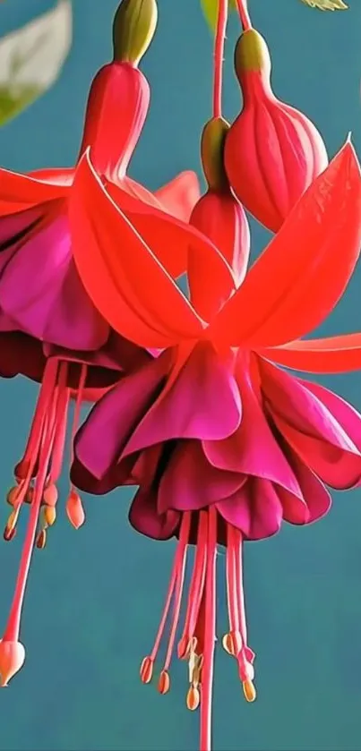 Close-up of a vibrant fuchsia flower with red petals and green leaves.