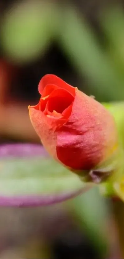 Close-up of a vibrant flower bud with colorful petals.