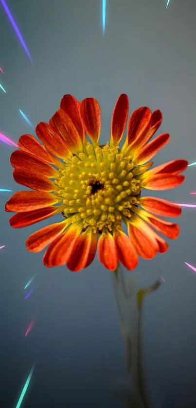 Vibrant red-orange flower with neon streaks on a mobile wallpaper.