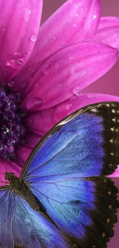 Blue butterfly on pink flower with a vibrant background.