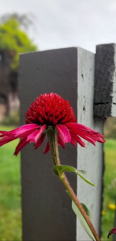 Red flower with rustic wooden fence background.