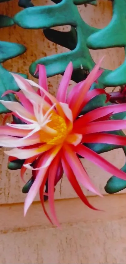 Vibrant pink cactus flower with green spikes on wallpaper.