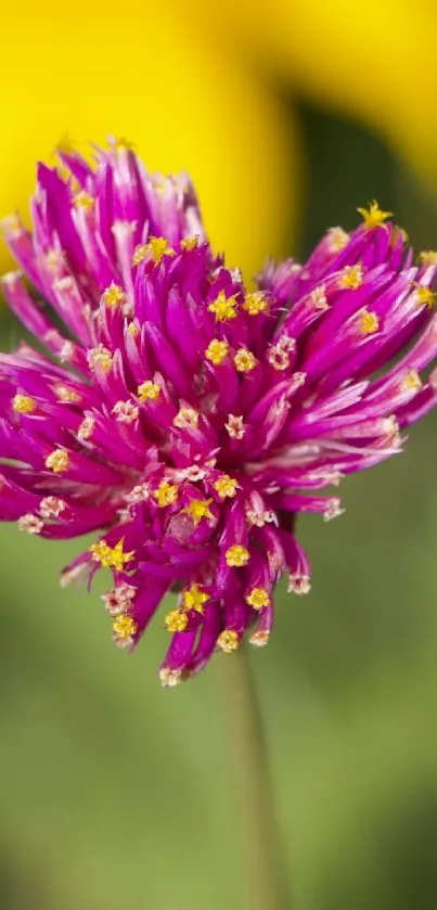 Close-up view of a vibrant pink flower with delicate details.