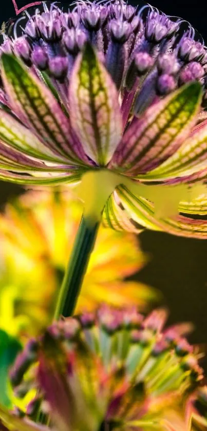 Close-up of vibrant flower showcasing colorful and detailed petals.