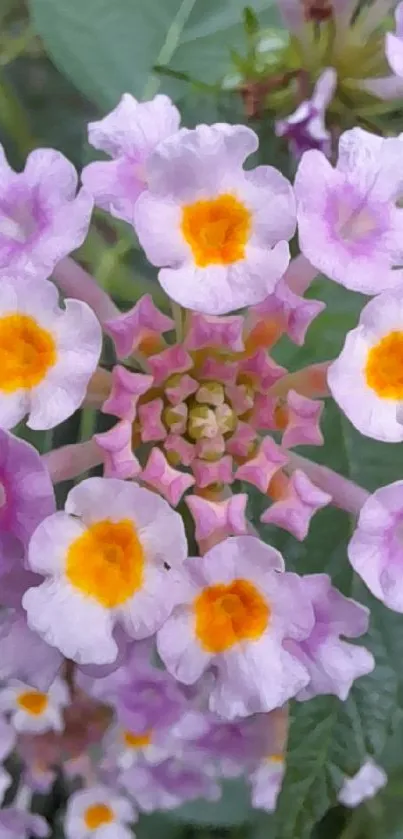 Vibrant lavender flowers with yellow centers.