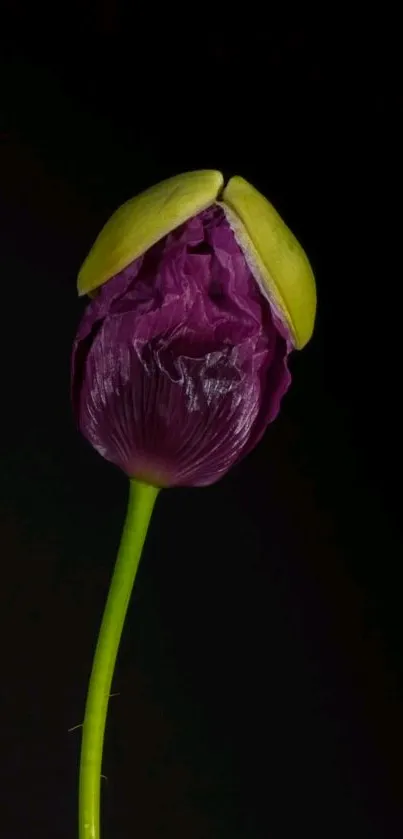 Vibrant purple flower against a dark background mobile wallpaper.