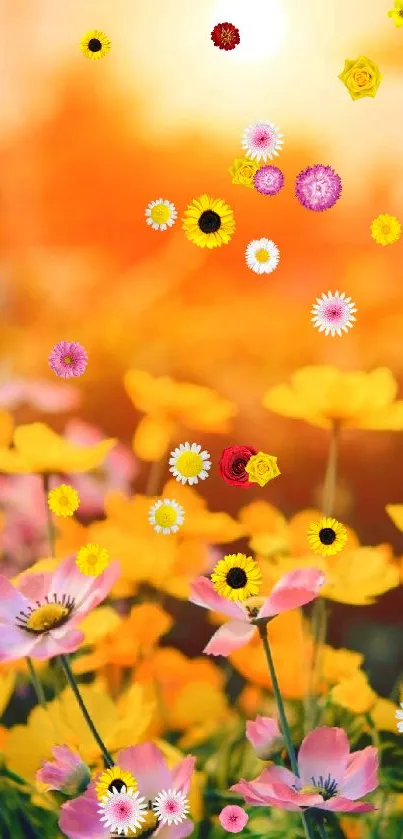 Vibrant wildflower field at sunset with an orange glow.