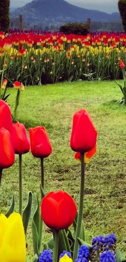 Vibrant field of red tulips against a mountainous backdrop.