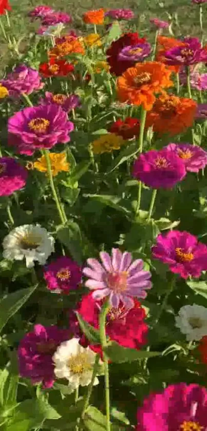 Colorful flower field with vibrant blooms.