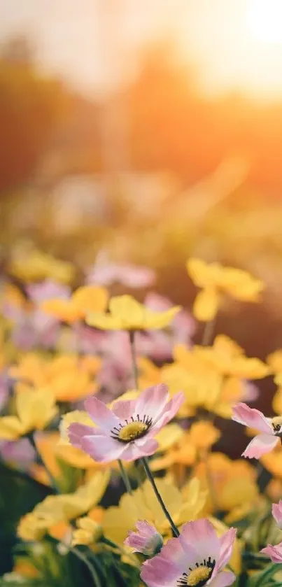 A vibrant flower field under a warm sunset glow, featuring pink and yellow blossoms.