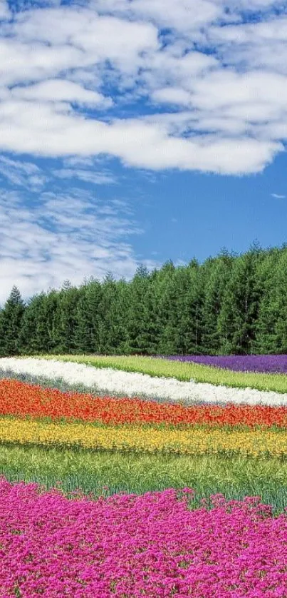 Vibrant flower field under a clear blue sky with diverse colors and greenery.