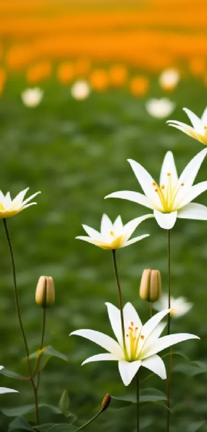 White lilies in a vibrant green field.