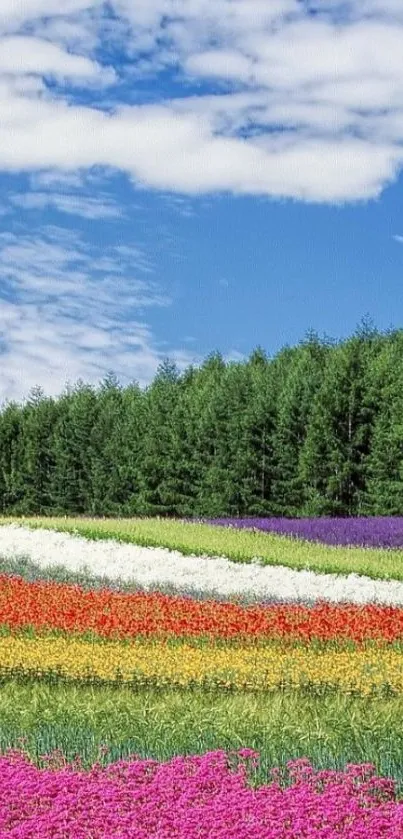 Colorful flower field with a green forest background under a blue sky.