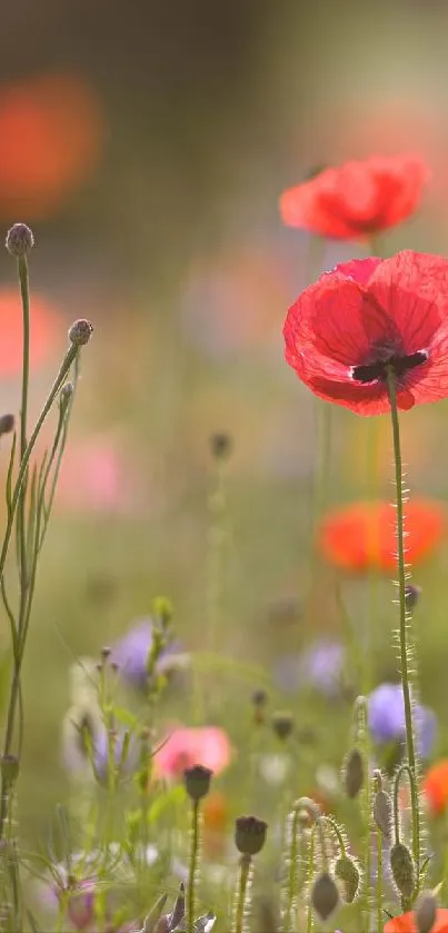 Colorful poppies and wildflowers in a sunlit field.