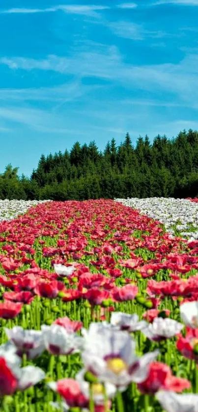 Beautiful flower field with vibrant colors under a clear blue sky.