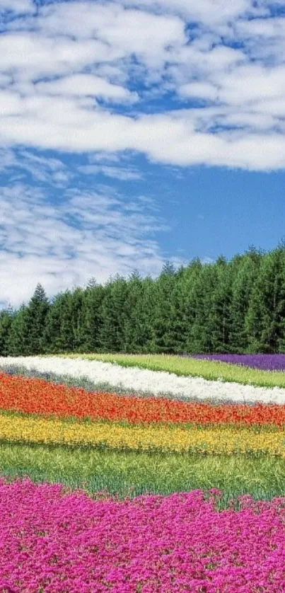 Vibrant field of colorful flowers with blue sky background.