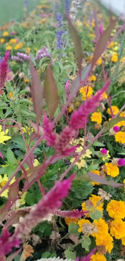 Close-up of vibrant garden flowers with lush green backdrop.