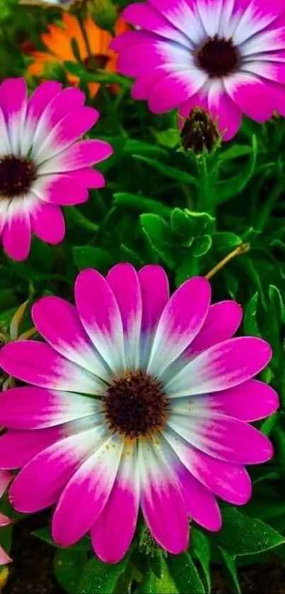 Vibrant pink and orange flowers in a lush garden setting.