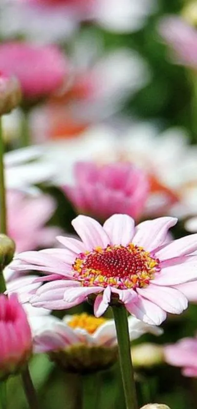 Pink and white flowers in a vibrant garden setting, ideal for nature lovers.