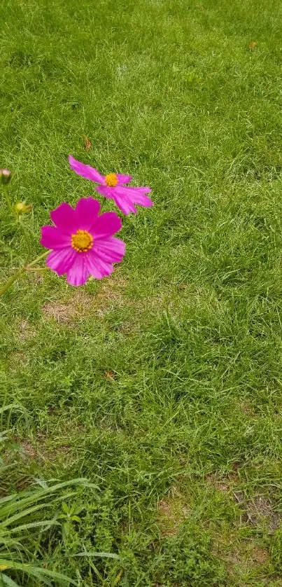 Pink flower in lush green grass field, vibrant nature wallpaper.